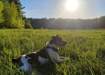 HOME POLAND – my coutryside